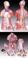 45cm 23-pc Male/female changeable torso